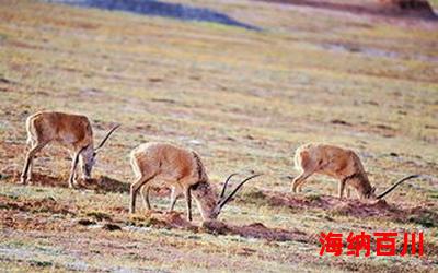 最后一只藏羚羊最佳来源-最后一只藏羚羊(免费阅读)小说全文阅读无弹窗